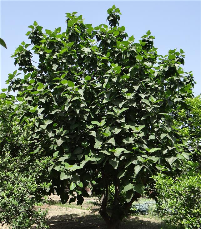 Ficus palmata var